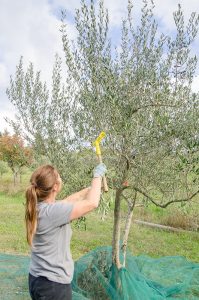 Liliana... raccoglie le olive