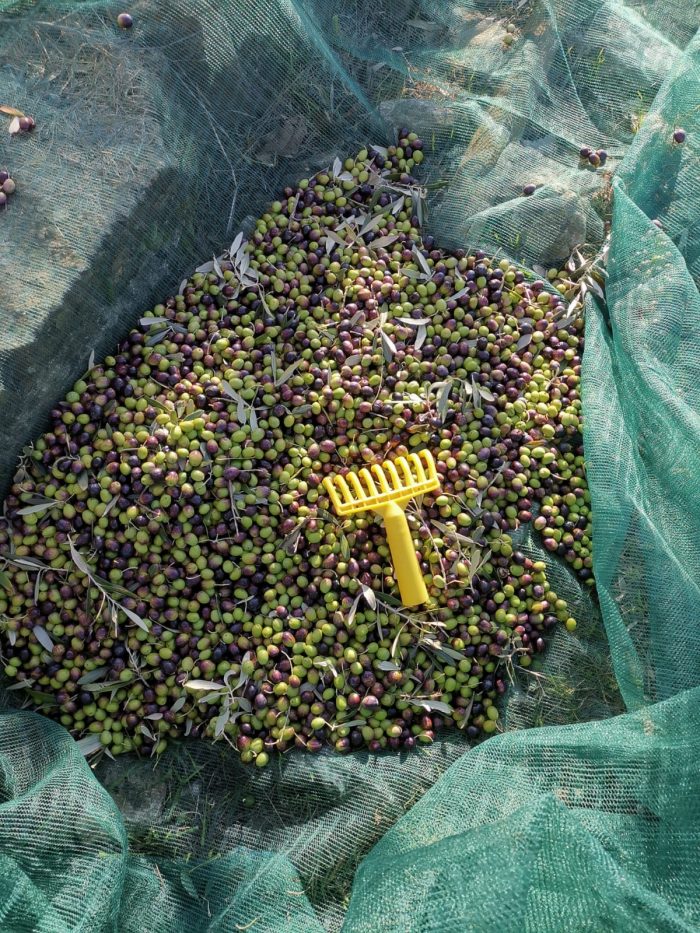 Olive agricola la dea raccolta 2020